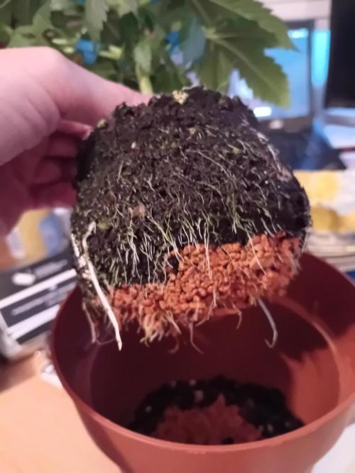 Auto Do Si Dos by Linda Seeds. Week 5