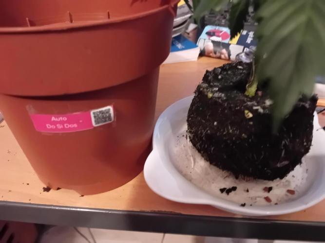 Auto Do Si Dos by Linda Seeds. Week 5