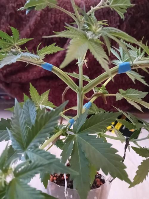 Auto Do Si Dos by Linda Seeds. Week 5