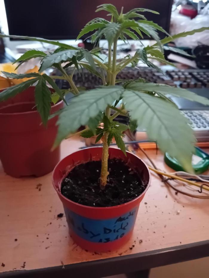 Moby Dick Auto - N2. Week 5