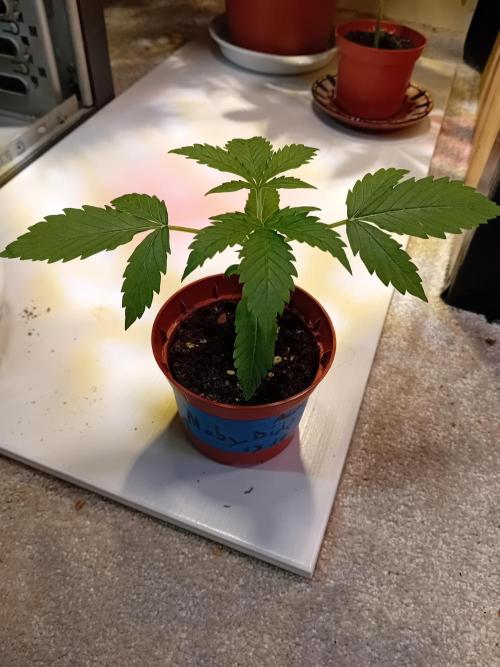 Moby Dick Auto - N2. Week 0 - Week3