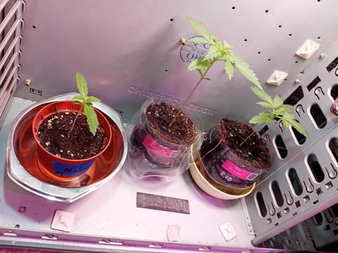 Moby Dick Auto - N2. Week 0 - Week1