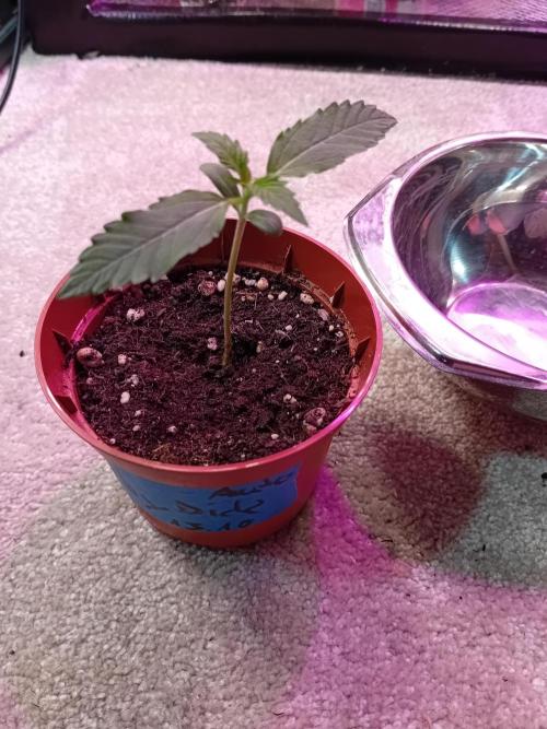 Moby Dick Auto - N2. Week 0 - Week2