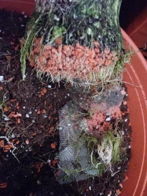 Auto Cherry Kush Coke - Linda Seeds. Week 4