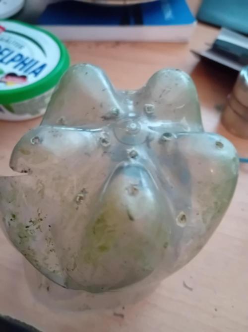 Auto Cherry Kush Coke - Linda Seeds. Week 4