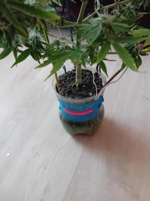 Auto Cherry Kush Coke - Linda Seeds. Week 4