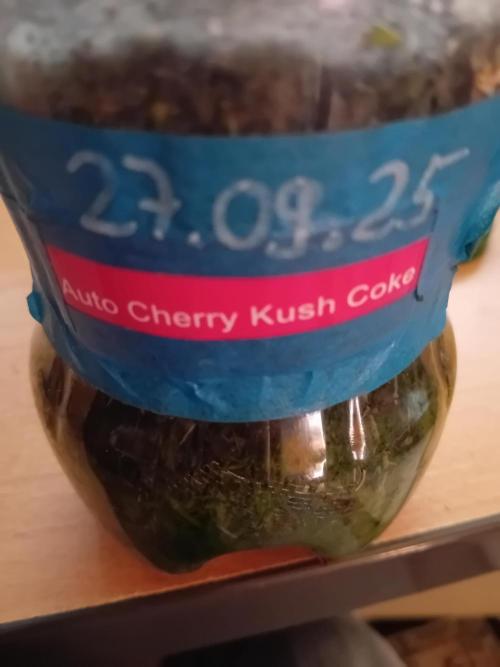 Auto Cherry Kush Coke - Linda Seeds. Week 4