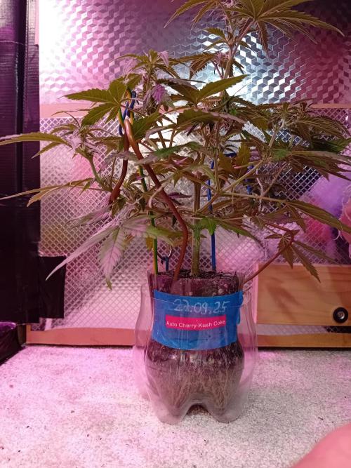 Auto Cherry Kush Coke - Linda Seeds. Week 4