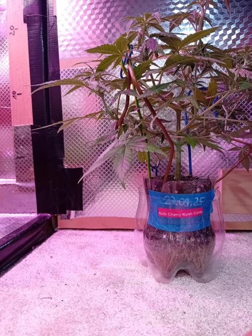 Auto Cherry Kush Coke - Linda Seeds. Week 4