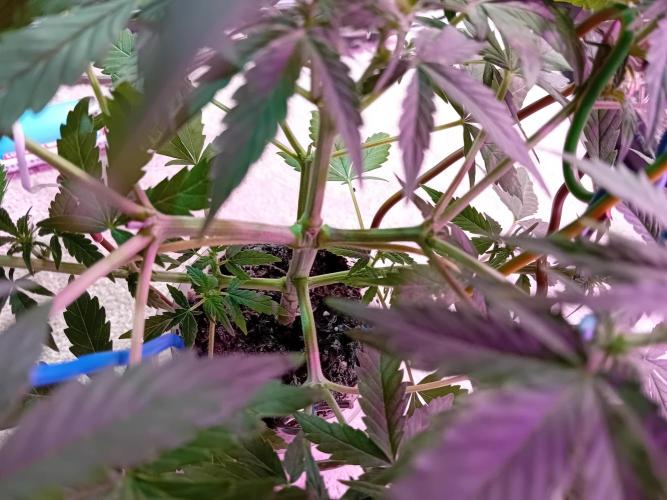 Auto Cherry Kush Coke - Linda Seeds. Week 4