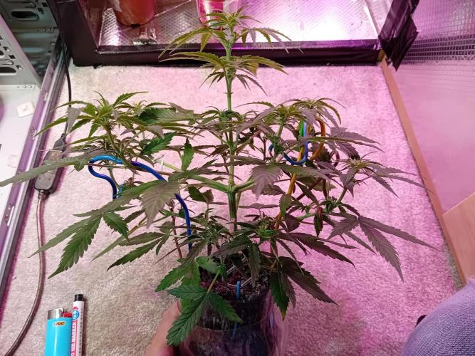 Auto Cherry Kush Coke - Linda Seeds. Week 4