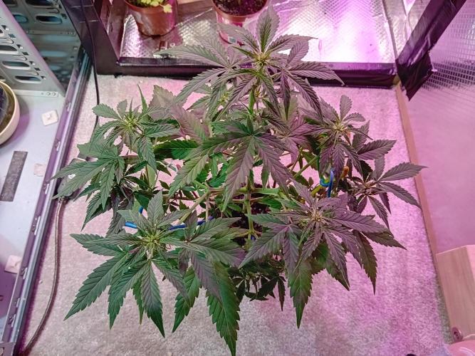 Auto Cherry Kush Coke - Linda Seeds. Week 4