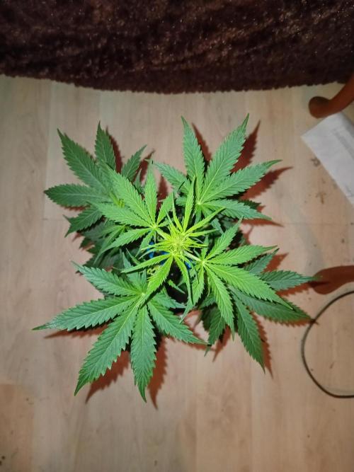 Auto Do Si Dos by Linda Seeds. Week 6