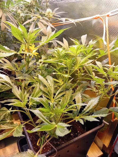 Vision Gelato Auto. Week 10 - W10