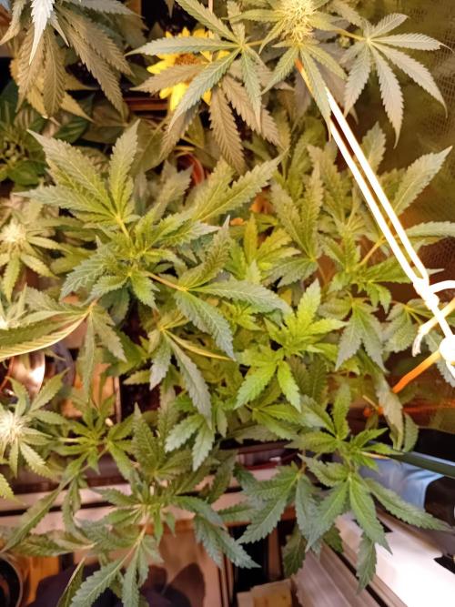 Vision Gelato Auto. Week 10 - W10