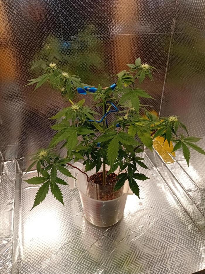 Auto Critical+ by Linda Seeds. Week 6