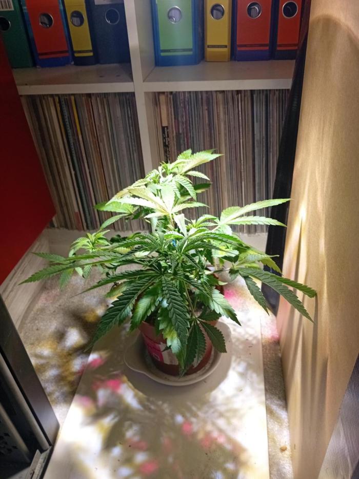 Bruce Banner - Photo -  by Linda Seeds. Week 6 - W6,  LST 