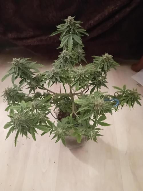 Auto Cherry Kush Coke - Linda Seeds. Week 6