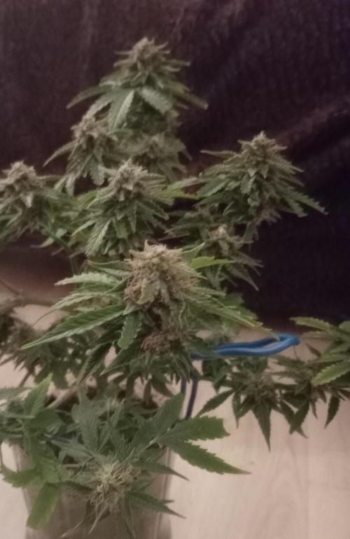 Auto Cherry Kush Coke - Linda Seeds. Week 6