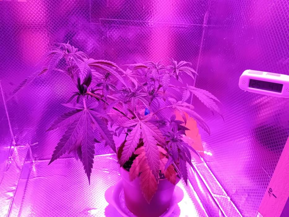 Bruce Banner - Photo -  by Linda Seeds. Week 7