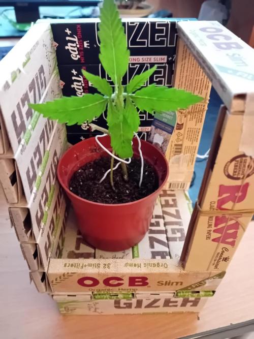 Auto Rainbow Sherbet #11- Advanced Seeds. Week 2