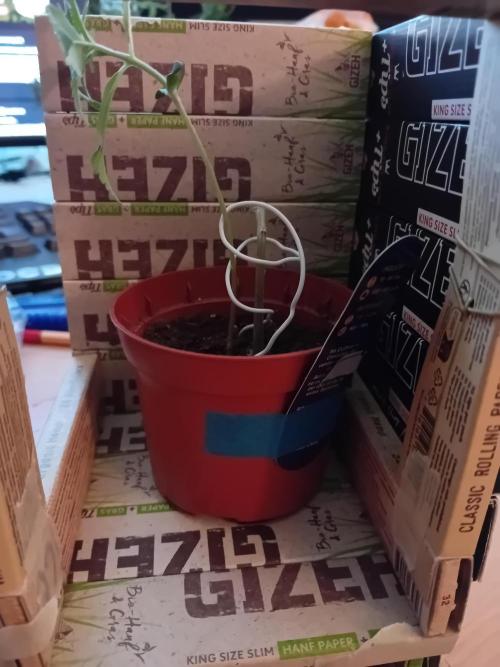 Auto Rainbow Sherbet #11- Advanced Seeds. Week 2