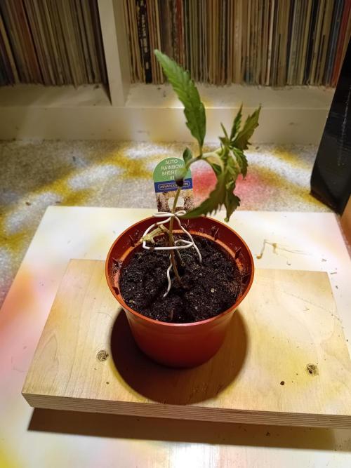 Auto Rainbow Sherbet #11- Advanced Seeds. Week 2