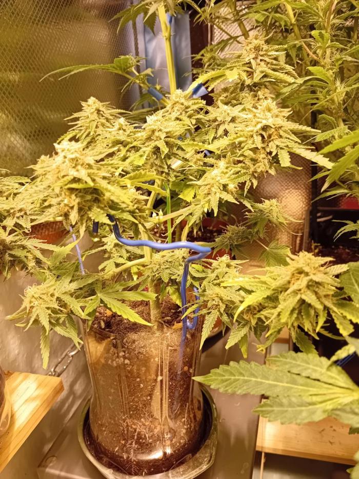 Auto Cherry Kush Coke - Linda Seeds. Week 7 - Bulking