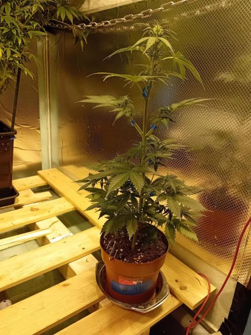 Auto Do Si Dos by Linda Seeds. Week 7