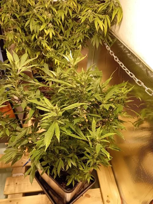 Vision Gelato Auto. Week 11