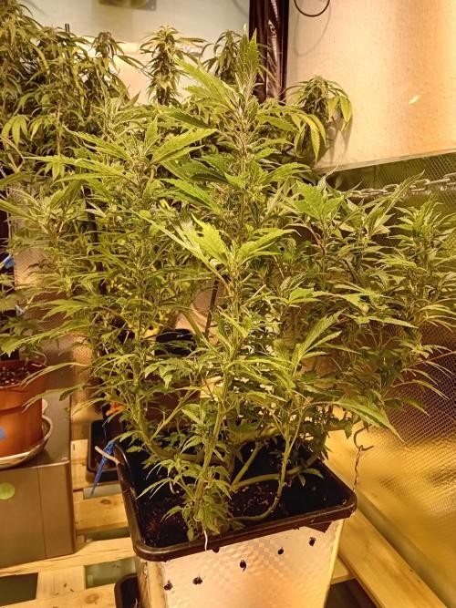 Vision Gelato Auto. Week 11