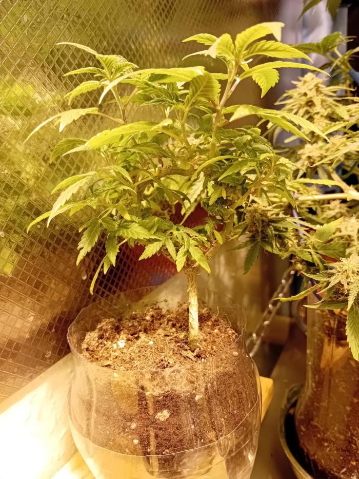 Experiment #1 Heartgrow- unknown seed. Week 12