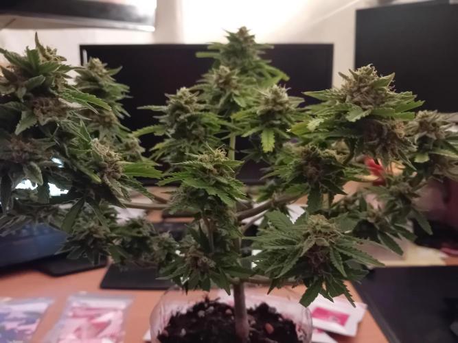 Auto Cherry Kush Coke - Linda Seeds. Week 8 - After 2 month 