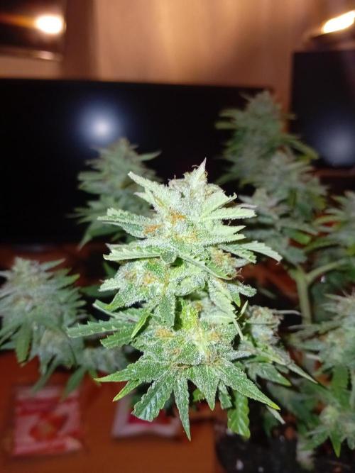 Auto Cherry Kush Coke - Linda Seeds. Week 8