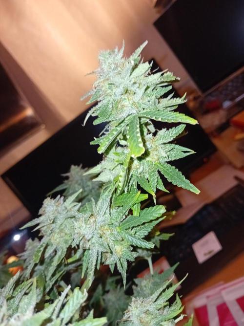 Auto Cherry Kush Coke - Linda Seeds. Week 8