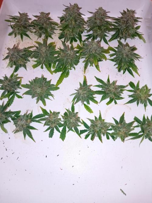 Auto Cherry Kush Coke - Linda Seeds. Week 8 - Pretrim