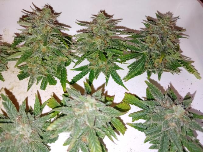 Auto Cherry Kush Coke - Linda Seeds. Week 8