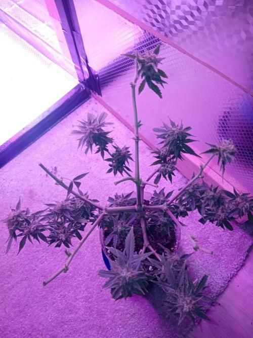 Auto Cherry Kush Coke - Linda Seeds. Week 8 - Left for second harvest