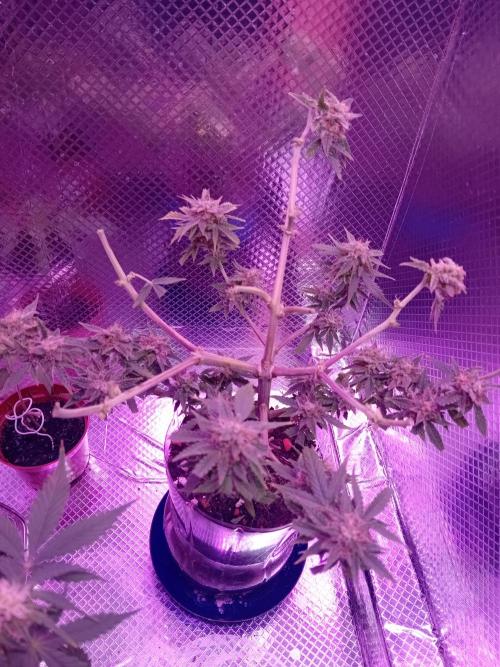 Auto Cherry Kush Coke - Linda Seeds. Week 8 - Second row