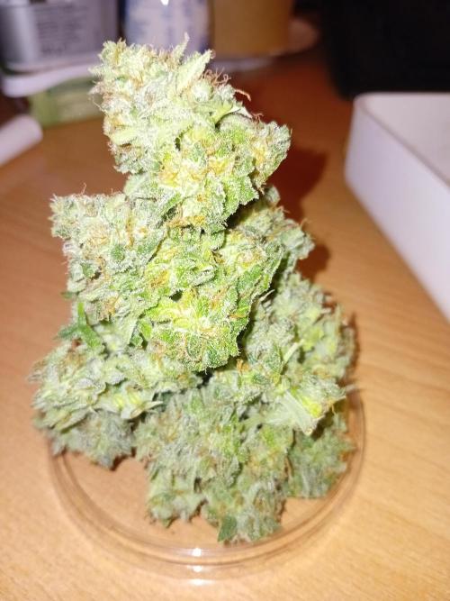 Auto Cherry Kush Coke - Linda Seeds. Week 8 - Near 30g wet buds