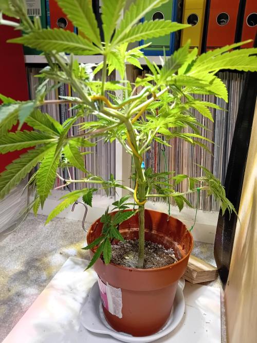 Bruce Banner - Photo -  by Linda Seeds. Week 8