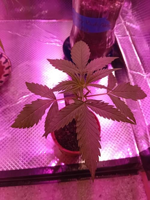 Auto Rainbow Sherbet #11- Advanced Seeds. Week 3