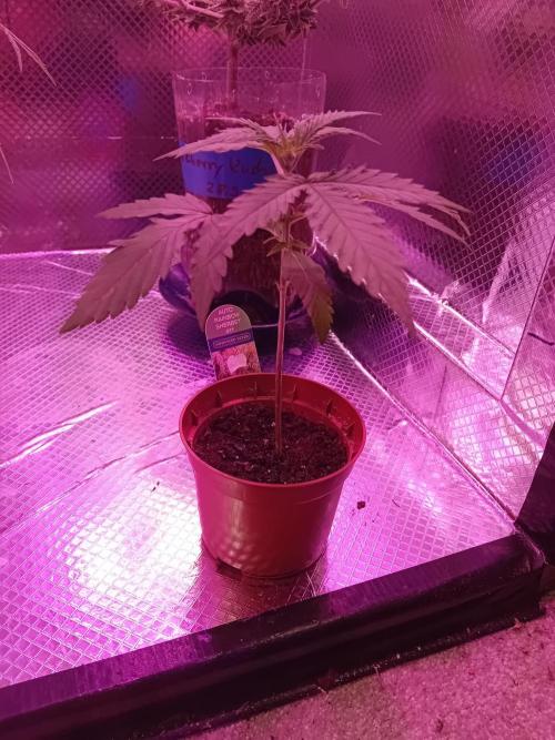 Auto Rainbow Sherbet #11- Advanced Seeds. Week 3