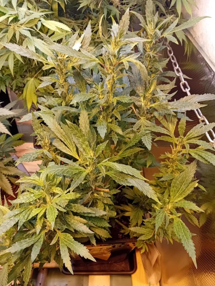 Vision Gelato Auto. Week 12