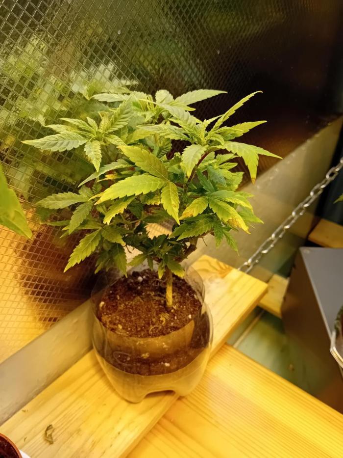 Experiment #1 Heartgrow- unknown seed. Week 13 - Bonsai strugles a bit, 
Needs a bigger pot.