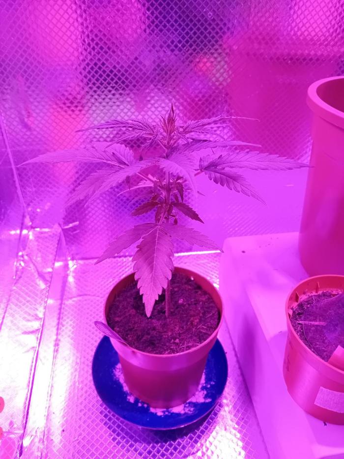 Auto Rainbow Sherbet #11- Advanced Seeds. Week 4