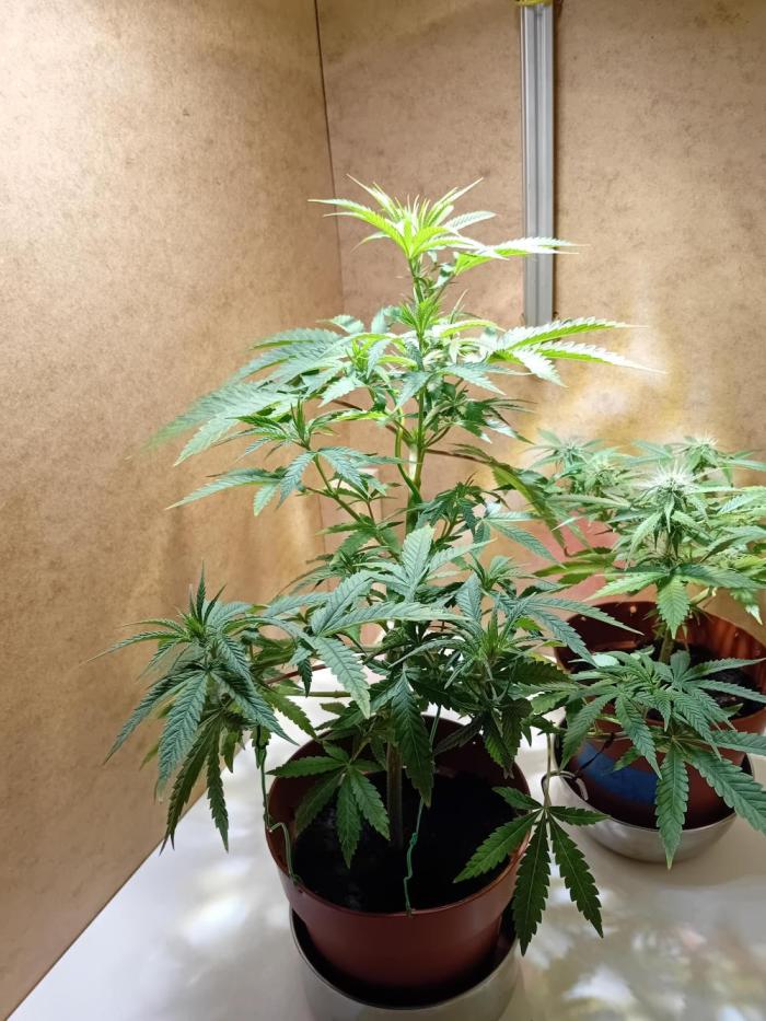 Bruce Banner - Photo -  by Linda Seeds. Week 9