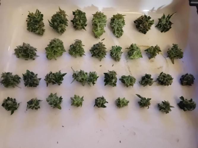 Auto Cherry Kush Coke - Linda Seeds. Week 8 - Second row after trim