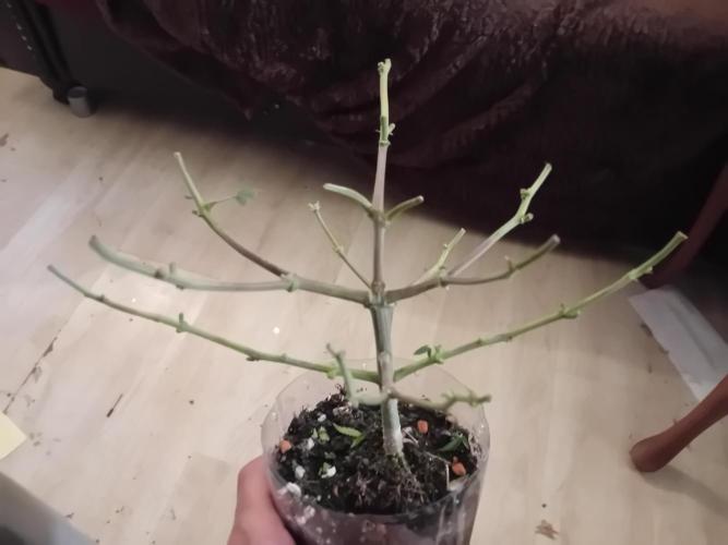 Auto Cherry Kush Coke - Linda Seeds. Week 8 - Rest in peace