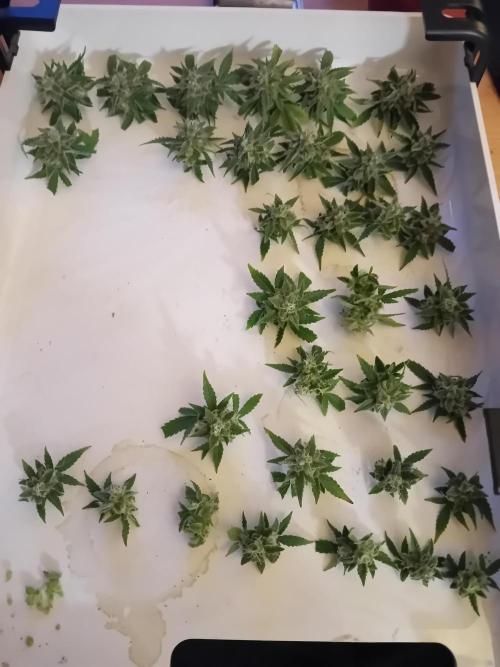 Auto Cherry Kush Coke - Linda Seeds. Week 8 - Second row